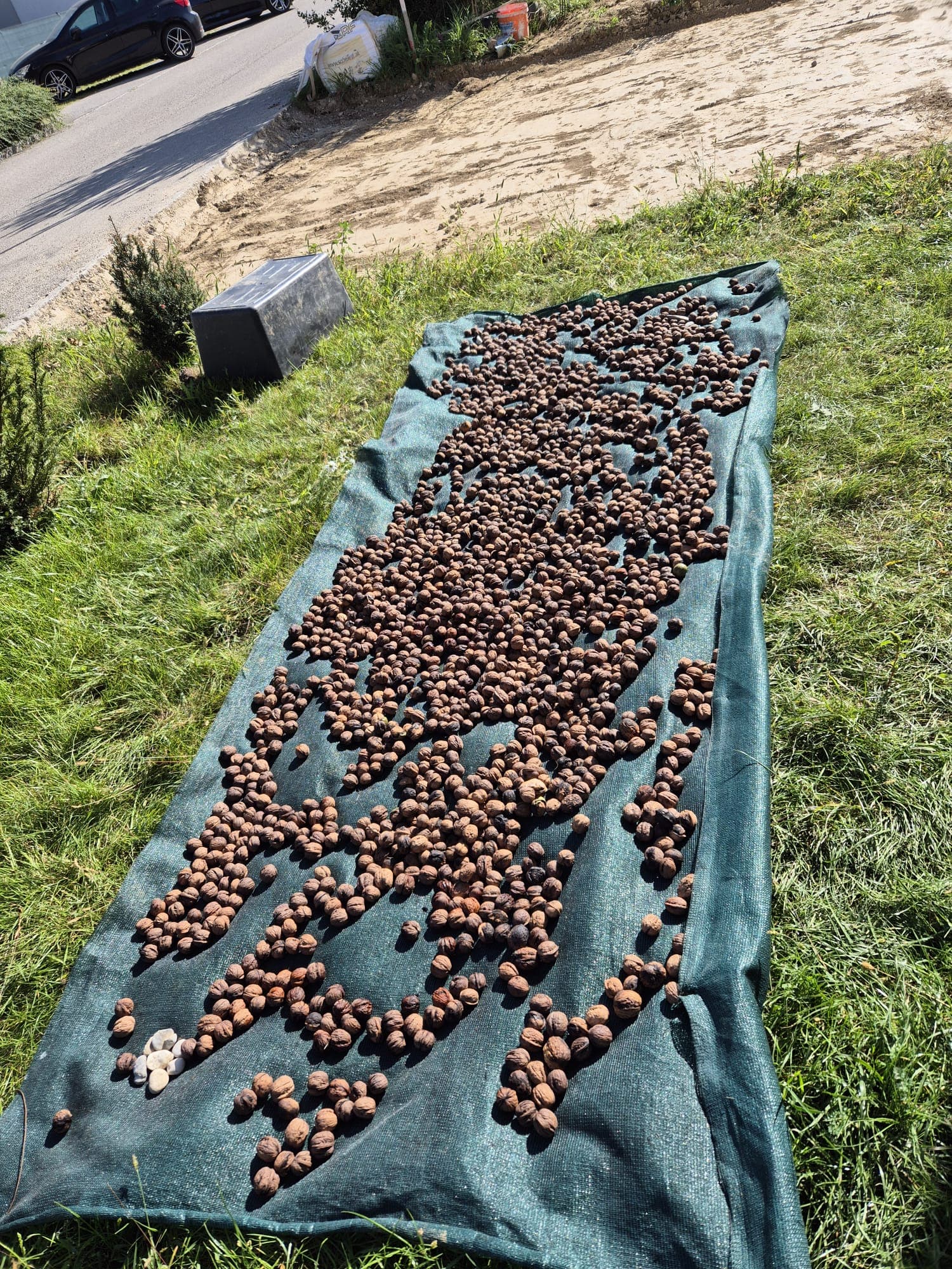 Frische Walnüsse direkt vom Hof