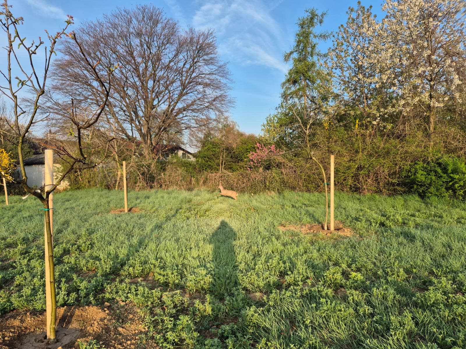 Naturbelassene Walnüsse